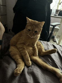 a cat is sitting on a bed with its legs crossed