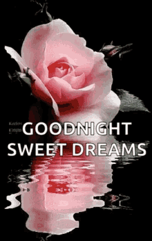 a pink rose is reflected in the water and the words `` goodnight sweet dreams '' are written below it .