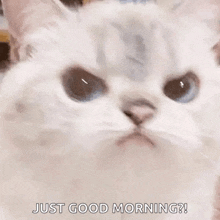 a white cat with blue eyes is making a funny face and saying `` just good morning ? ''