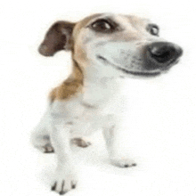 a small brown and white dog is smiling and looking up at the camera .