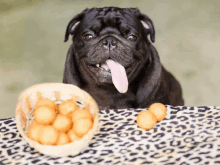 a black pug dog sticking its tongue out in front of a basket of potatoes