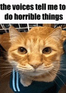 a close up of an orange cat with a caption that says the voices tell me to do horrible things .