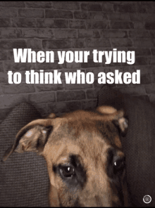 a picture of a dog with the words " when your trying to think who asked " written above it