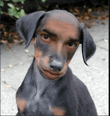 a black and brown dog with a man 's face on it