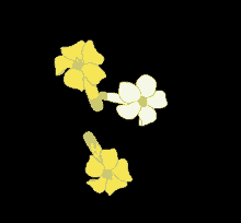 a yellow flower and a white flower are on a black background