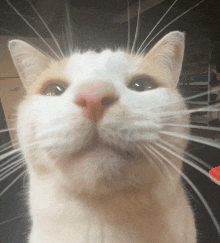 a close up of a cat 's face with a red heart in the background