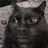 a close up of a black cat 's face with the number 7 visible