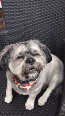 a small dog wearing a red white and blue bandana sits in a chair