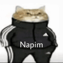 a cat wearing a black adidas jacket and pants is standing on a white background .