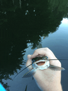 a person is holding a catfish in their hand in front of a lake