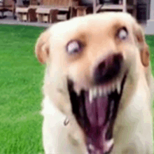 a close up of a dog with its mouth open and a purple tongue .