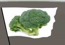 a piece of broccoli on a piece of paper