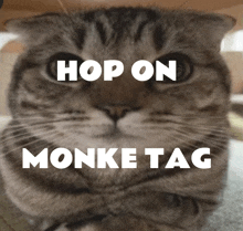 a picture of a cat with the words hop on monke tag