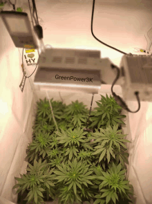 a greenpower3k grow light is being used to grow marijuana