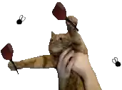 a person is holding a cat with three darts on its paws