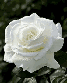 a close up of a white rose with green leaves on a tree .