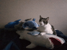 a cat is sitting on top of a stuffed animal shark