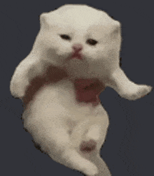 a white cat with a red bow tie on its neck is floating in the air .