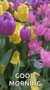 a bunch of purple and yellow flowers with the words " good morning " on the bottom