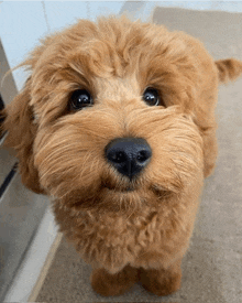 a close up of a dog 's face looking up at the camera