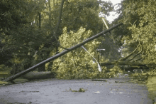 a power pole is laying on the ground next to a tree that has fallen .