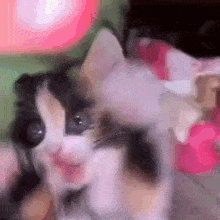 a black and white cat with a pink background