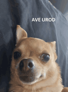 a small brown dog laying on a bed with the words ave urd above it