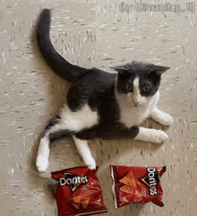 a black and white cat laying next to two bags of doritos