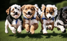 a group of puppies are running in a line on a lush green field .