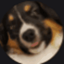 a close up of a dog 's face in a circle on a black background