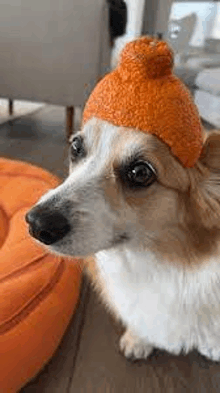 a corgi dog wearing an orange hat is sitting on the floor .