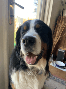 a black and white dog with its tongue out