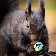 a black squirrel is holding a tennis ball in its paws with the letter n on it .