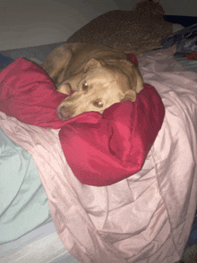 a dog laying on top of a bed with a red blanket