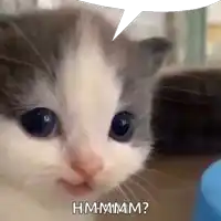 a close up of a cat with a speech bubble that says hmmmm