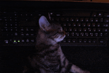 a cat is sitting in front of a keyboard that has the letters j and n on it