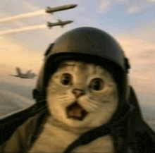 a cat wearing a helmet is flying in a plane .