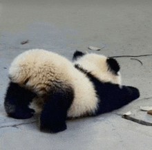 a panda bear is laying on its back on a concrete floor