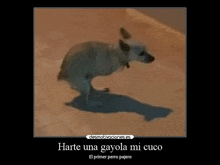 a dog is standing on its hind legs on a tiled floor with a caption that says harte una gayola mi cuco