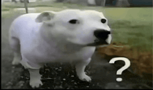 a white dog is standing next to a white question mark