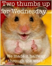 a picture of a hamster giving a thumbs up for wednesday