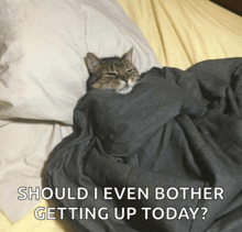 a cat wrapped in a blanket with the words should i even bother getting up today below it