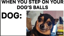 a picture of a chihuahua with a caption that says when you step on your dog 's balls