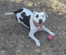 a black and white dog laying on the ground with a pink ball in its paws