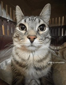 a close up of a cat 's face with the hashtag rip.vanwinkle below it