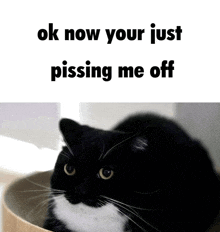 a black and white cat sits in a box with the words " ok now your just pissing me off " below it