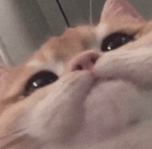 a close up of a cat 's face with a blurry background .
