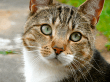 a close up of a cat 's face with green eyes looking at the camera