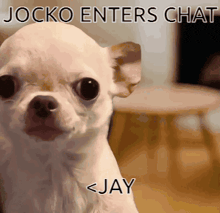a small white dog with a caption that says jocko enters chat jay