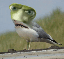 a bird with a frog face is standing on a railing